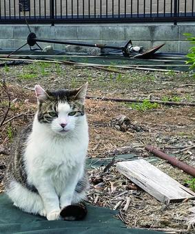 こちらを見つめる馴染みの野良猫 こちらを見つめる馴染みの野良猫の写真