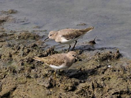 オジロトウネン オジロトウネン,野鳥撮影,野鳥の写真素材