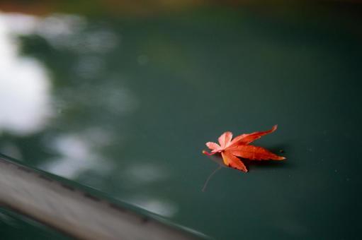 車の屋根に落ちた紅葉 紅葉,秋,季節の写真素材