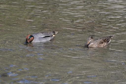 コガモ コガモ コガモ,野鳥,鳥の写真素材