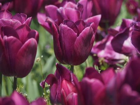 tulips, JPG tulips, JPG