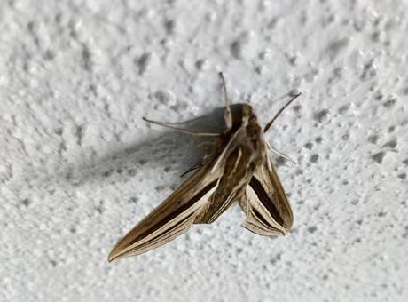 が　蛾　蝶　虫　昆虫の写真