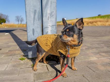 散歩する犬・チワワ・ミニピン 散歩する犬・チワワ・ミニピン 犬,わんこ,ペットの写真素材