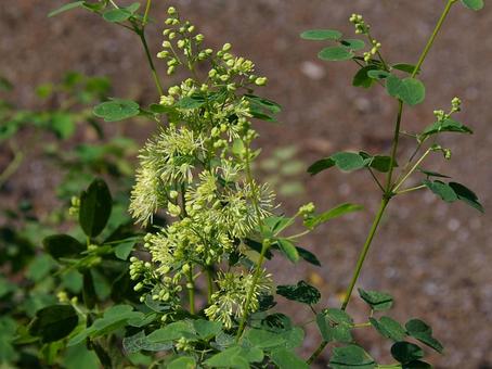アキカラマツ アキカラマツ,秋唐松,タカトウグサの写真素材