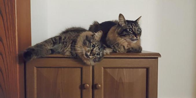 きょうだい猫 きょうだい猫 猫,ねこ,仲良しの写真素材