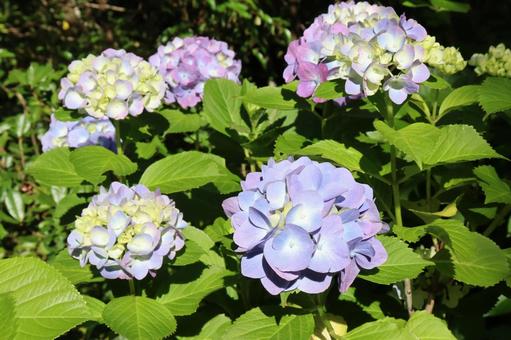 Hydrangea, JPG