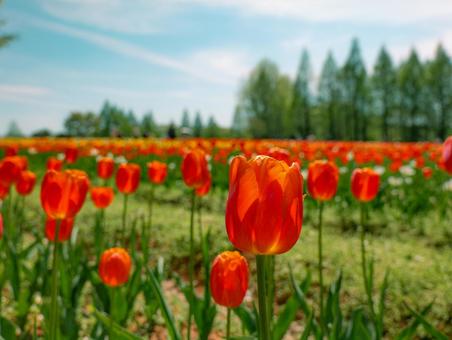 tulips, JPG