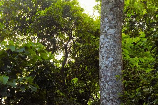 チトワン国立公園の森 ネパール 1 チトワン国立公園の森 ネパール 1 チトワン,ネパール,国立公園の写真素材