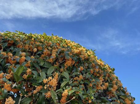 秋の花キンモクセイ 11月上旬,香り,青空の写真素材