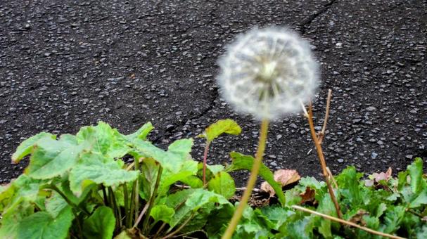 道端にたくましく生きるたんぽぽ 道端にたくましく生きるたんぽぽの写真