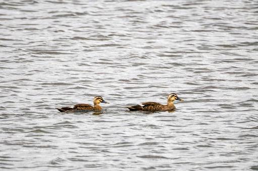 大沼のカモ⑸の写真