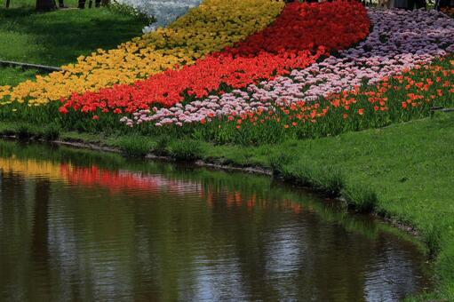 色とりどりに咲き誇る赤白黄色 チューリップ,花,ユリ科の植物の写真素材