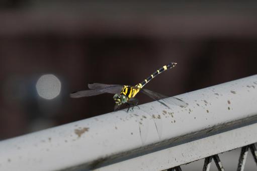 柵に留まるオニヤンマ 柵に留まるオニヤンマの写真