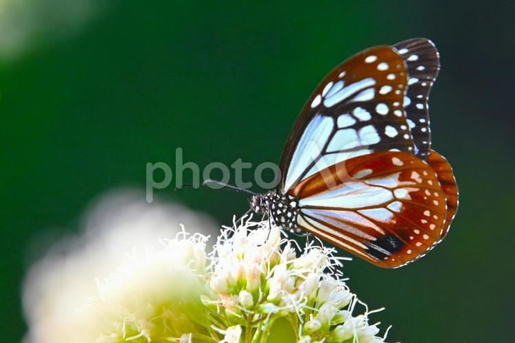 旅する蝶 アサギマダラ アサギマダラ,飛来,蝶の写真素材