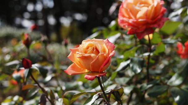 【花の写真】ばらの花 rose,植物,園芸の写真素材