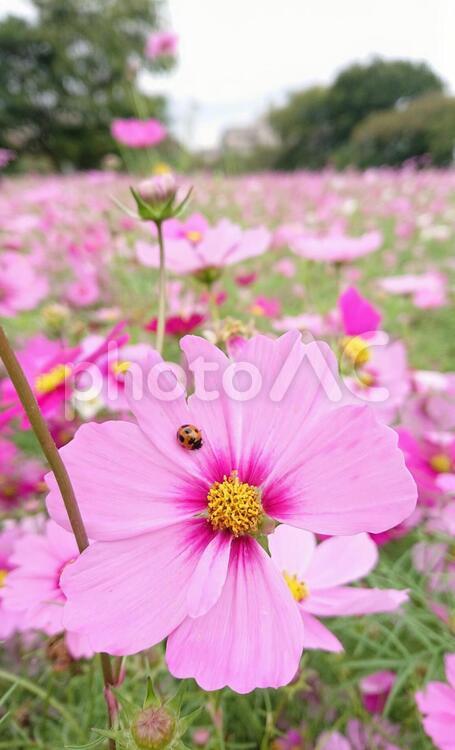 テントウムシとピンクのコスモス コスモス,こすもす,秋桜の写真素材