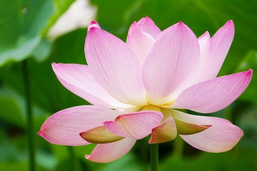 蓮の花のアップ 蓮,ハス,蓮の花の写真素材