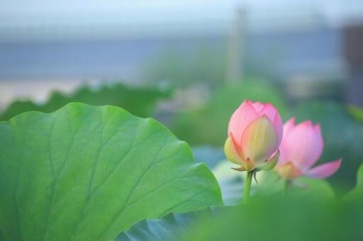 ハス ハスの写真