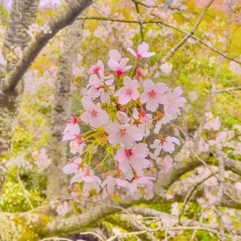 桜 桜 桜,さくら,サクラの写真素材