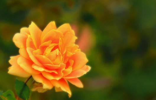 開花した鮮やかなオレンジ色の秋咲きの薔薇 開花した鮮やかなオレンジ色の秋咲きの薔薇 植物,花,薔薇の写真素材