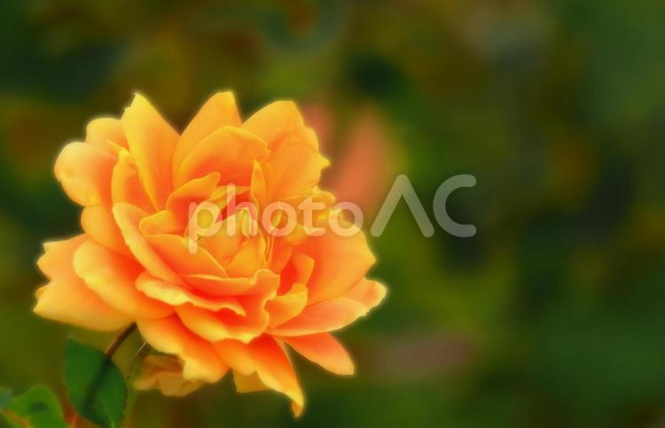 開花した鮮やかなオレンジ色の秋咲きの薔薇 植物,花,薔薇の写真素材
