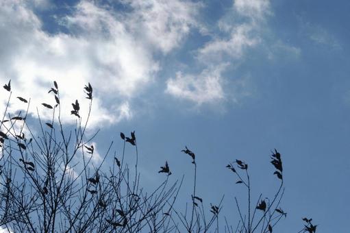 冬空 冬空の写真