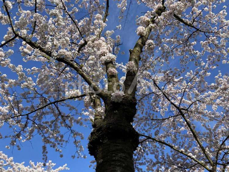 青空に咲く桜 桜,サクラ,さくらの写真素材