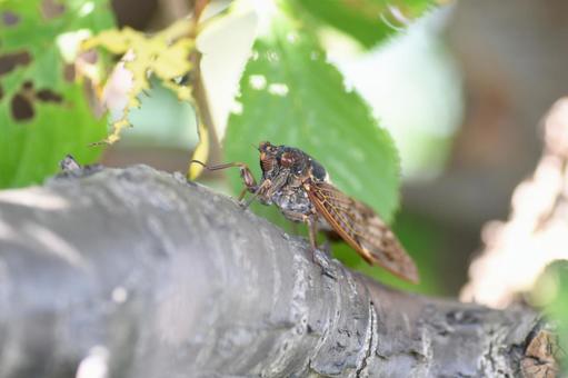 アブラゼミ アブラゼミ アブラゼミ,セミ,蝉の写真素材