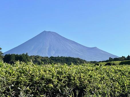 夏の茶葉越しに見る富士山 夏の茶葉越しに見る富士山 富士山,茶畑,お茶の写真素材
