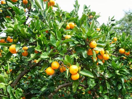 みかんの木.1 みかん,木,みかん狩りの写真素材