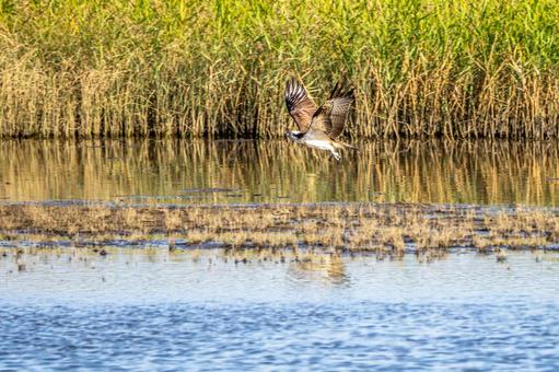 ミサゴ(69) 鳥,ミサゴ,ウオタカの写真素材