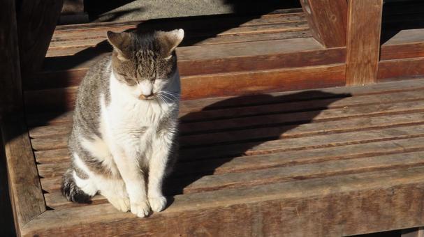 美しいお座り姿を見せるもふもふな眠り猫 猫,キジシロ,眠り猫の写真素材