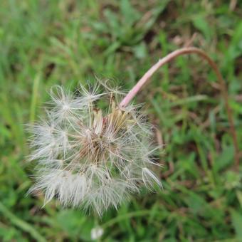 ブタナ(豚菜) ブタナ(豚菜) ブタナ,豚菜,花の写真素材