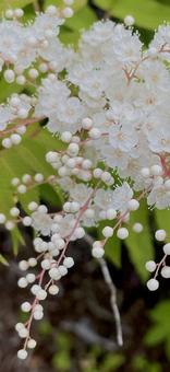 ナナカマド ナナカマドソウ,花,白の写真素材