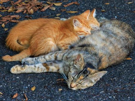 母親のミルクを飲む可愛い子猫です。 母親のミルクを飲む可愛い子猫です。 猫,野良猫,地域猫の写真素材