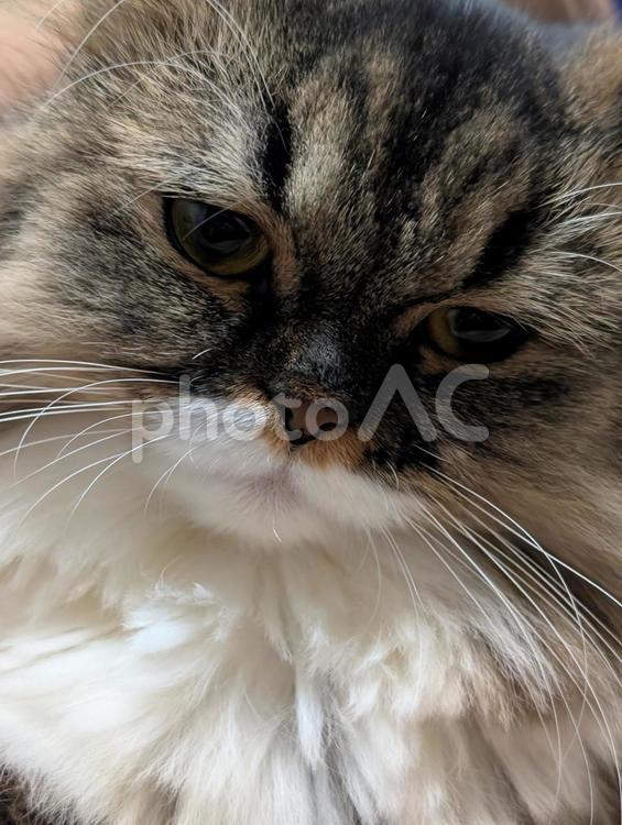おてんば娘 猫,ミヌエット,ナポレオンの写真素材