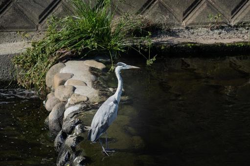 アオサギのいる風景 アオサギのいる風景の写真