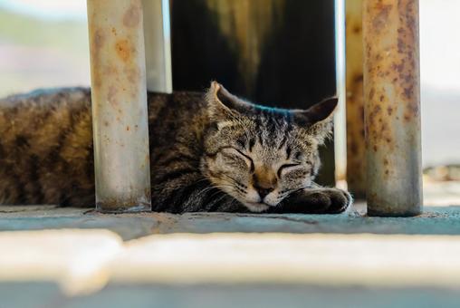【長崎】雲仙地獄で出会った猫 【長崎】雲仙地獄で出会った猫の写真