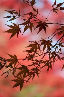 紅葉 紅葉の写真