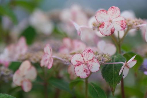 紫陽花 紫陽花の写真