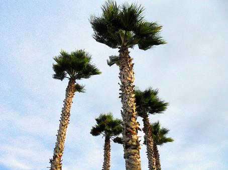 ヤシの木と曇り空２ ヤシの木,木,なびくの写真素材