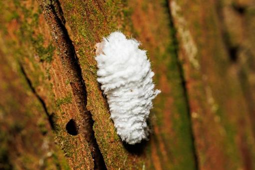 蝉の成虫に寄生するセミヤドリガNO幼虫 蝉の成虫に寄生するセミヤドリガNO幼虫の写真