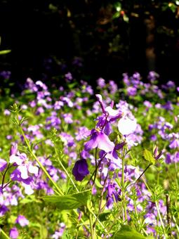 郊外の草むらに群生するムラサキハナナ 郊外の草むらに群生するムラサキハナナの写真