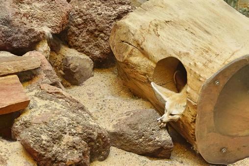 昼寝中のフェネックの写真