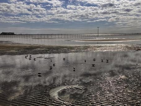 ふなばし三番瀬海浜公園６ 海浜公園,干潟,秋空の写真素材