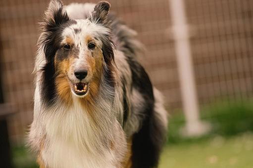 ドッグランのシェルティ ドッグランのシェルティ 犬,シェルティ,シェットランドシープドッグの写真素材