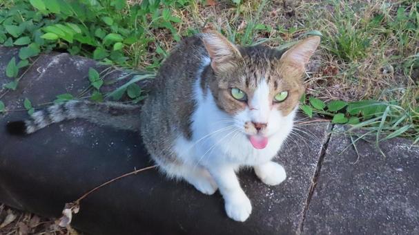 カメラ目線で愛嬌を振りまくもふもふな猫様 カメラ目線で愛嬌を振りまくもふもふな猫様 猫,キジシロ,カメラ目線の写真素材