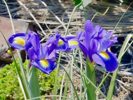 Photo, dutch iris, iris, iridaceae, 