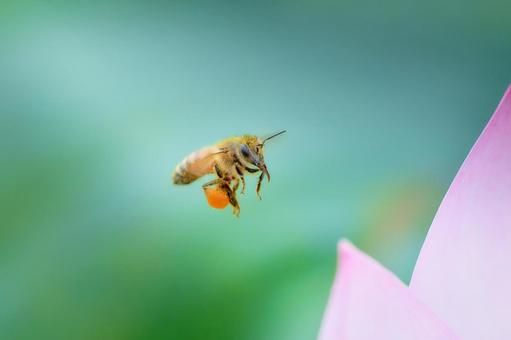 A bee flying to a cool lotus flower, JPG A bee flying to a cool lotus flower, JPG
