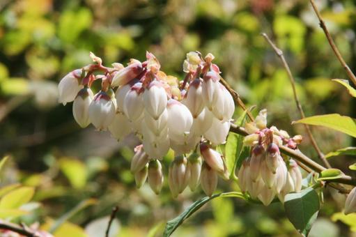 ブルーベリー 　花マクロ ブルーベリー,美味しい,果実の写真素材